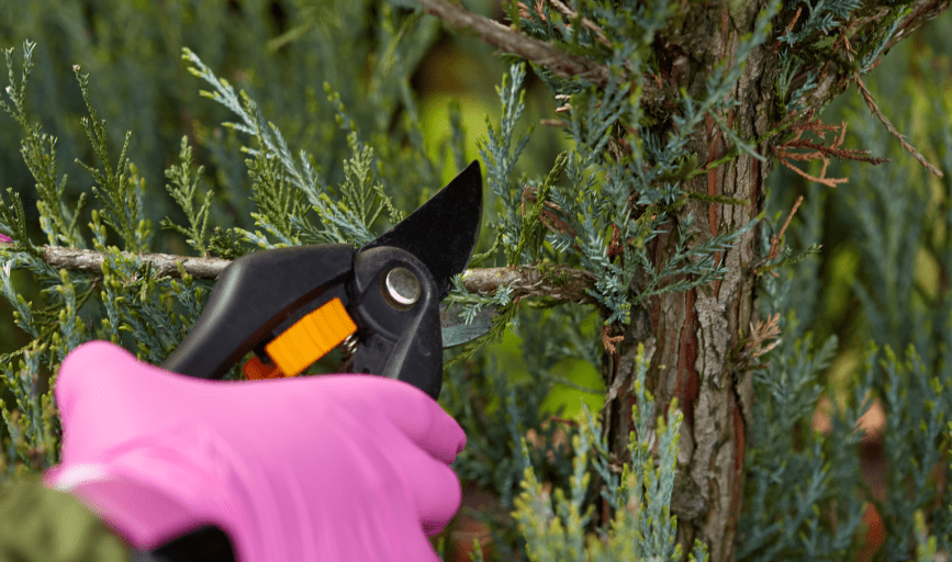 TREE TRIMMING