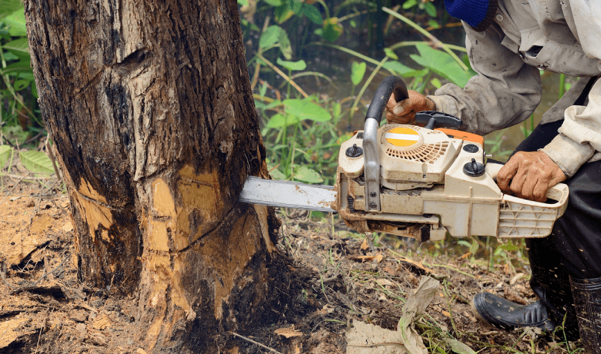TREE REMOVAL